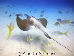 Hurry up!!! by Claudia Pastorino 